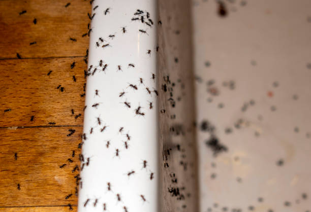Best Pest Prevention Services  in Farmville, NC